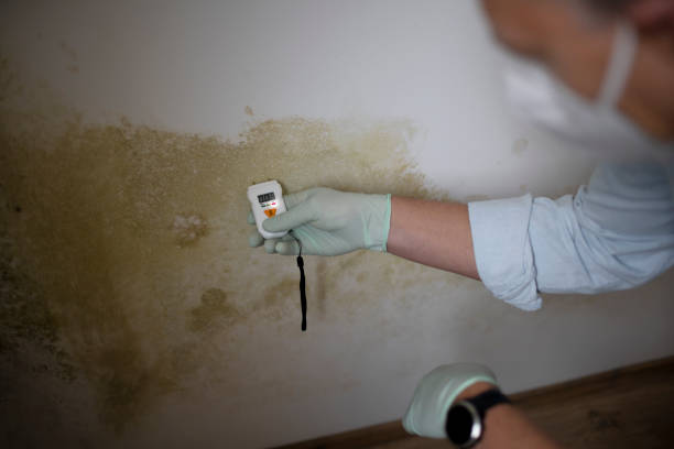 Best Home Mold Removal  in Poland, OH