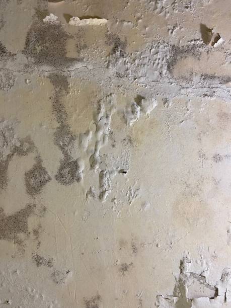 Best Crawl Space Mold Removal  in Poland, OH