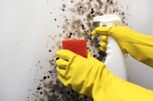 Best Attic Mold Removal  in Poland, OH