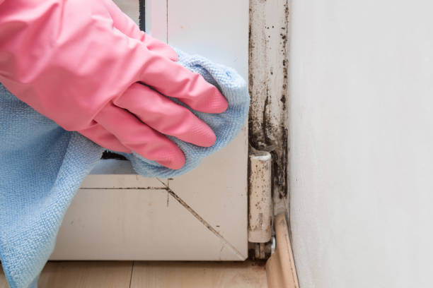 Best Certified Mold Removal  in Poland, OH